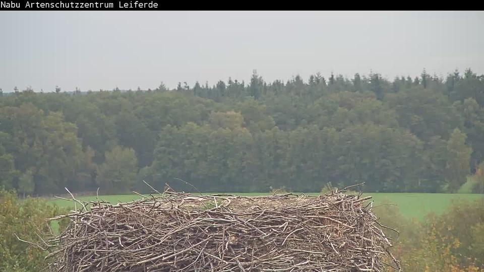 Webcam live 