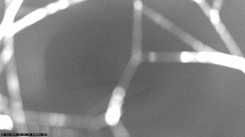 Webcam live