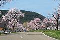Sonniger Dürrefrühling 2011
