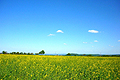 Sonniger Dürrefrühling 2011