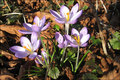Vorfrühling im Spätwinter