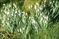 Vorfrühling im Spätwinter