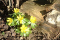 Vorfrühling im Spätwinter