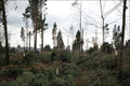 Viel Raureif und Frühlingsgefühle - Winter 2007/2008
