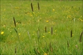 Die Gräser und ihre Pollen