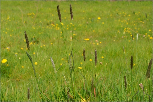 Die Gräser und ihre Pollen