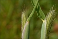 Die Gräser und ihre Pollen