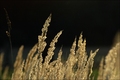 Die Gräser und ihre Pollen