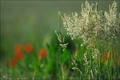 Die Gräser und ihre Pollen