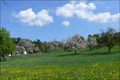 Bildschön: Der Frühling 2008
