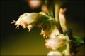 Der Beifuß und seine Pollen
