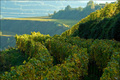 Bilderbuchwetter am Kaiserstuhl