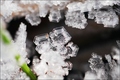 Verborgener Winterzauber - Reif