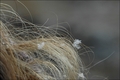 Verborgener Winterzauber - Schnee