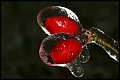 Verborgener Winterzauber - Eis