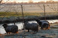 Wintermorgen in der Elbmarsch