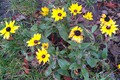 Frühjahrsblüten im Januar