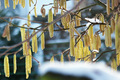 Die Hasel und ihre Pollen