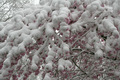 Osterschnee bis ins Tiefland