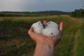 Gewitter mit Riesenhagel