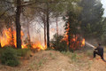 Waldbrände auf den Kanaren