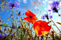Abwechslungsreicher Sommer