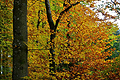 Herbst in den Ardennen