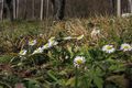 Frühling im Januar