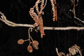 Hasel- und Erlenpollen