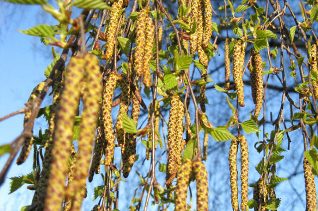 Zeit der Birkenpollen beginnt