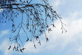 Zeit der Birkenpollen beginnt