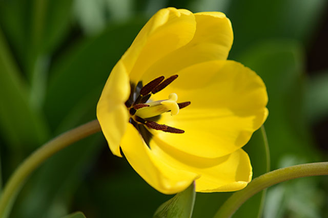 Natur ist um Wochen voraus