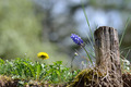 Natur ist um Wochen voraus