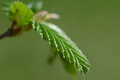 Natur ist um Wochen voraus