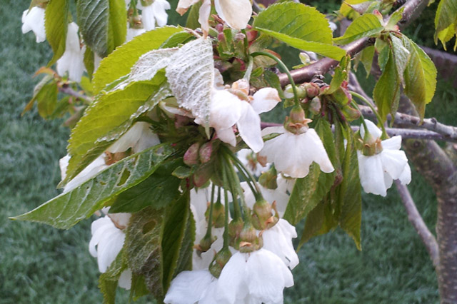 Frostschäden an Obstbäumen