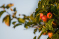 Sommer probt den Herbst