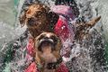 Surfende Hunde erobern die USA
