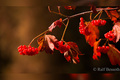 Ihre schönsten Herbstbilder