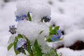 Ein letzter Wintergruß