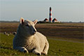 Frühling an der Nordseeküste