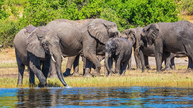 Elefanten im Nationalpark