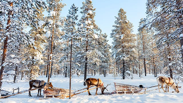Schlitten mit Rentier